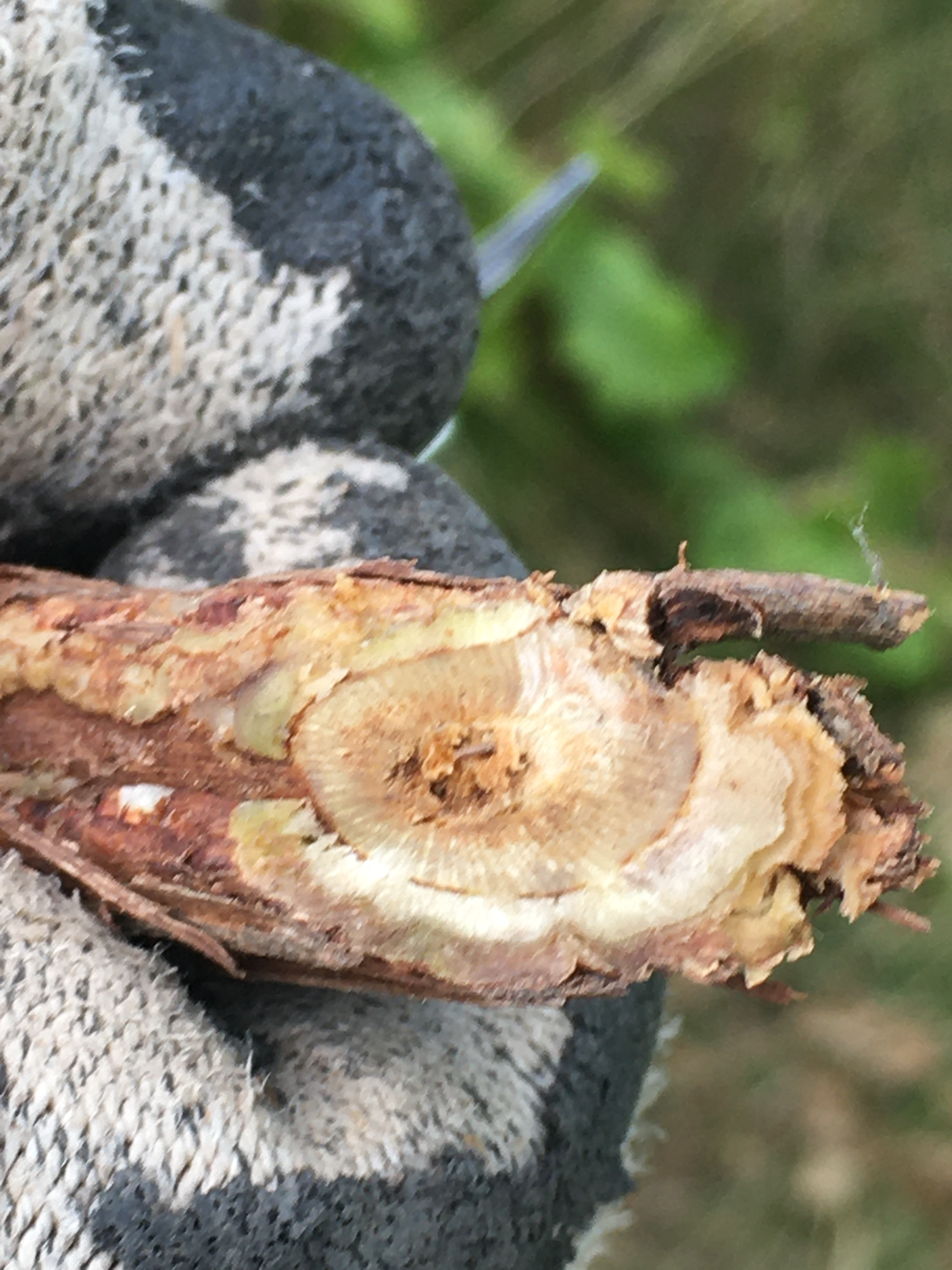 Vine affected by crown gall disease