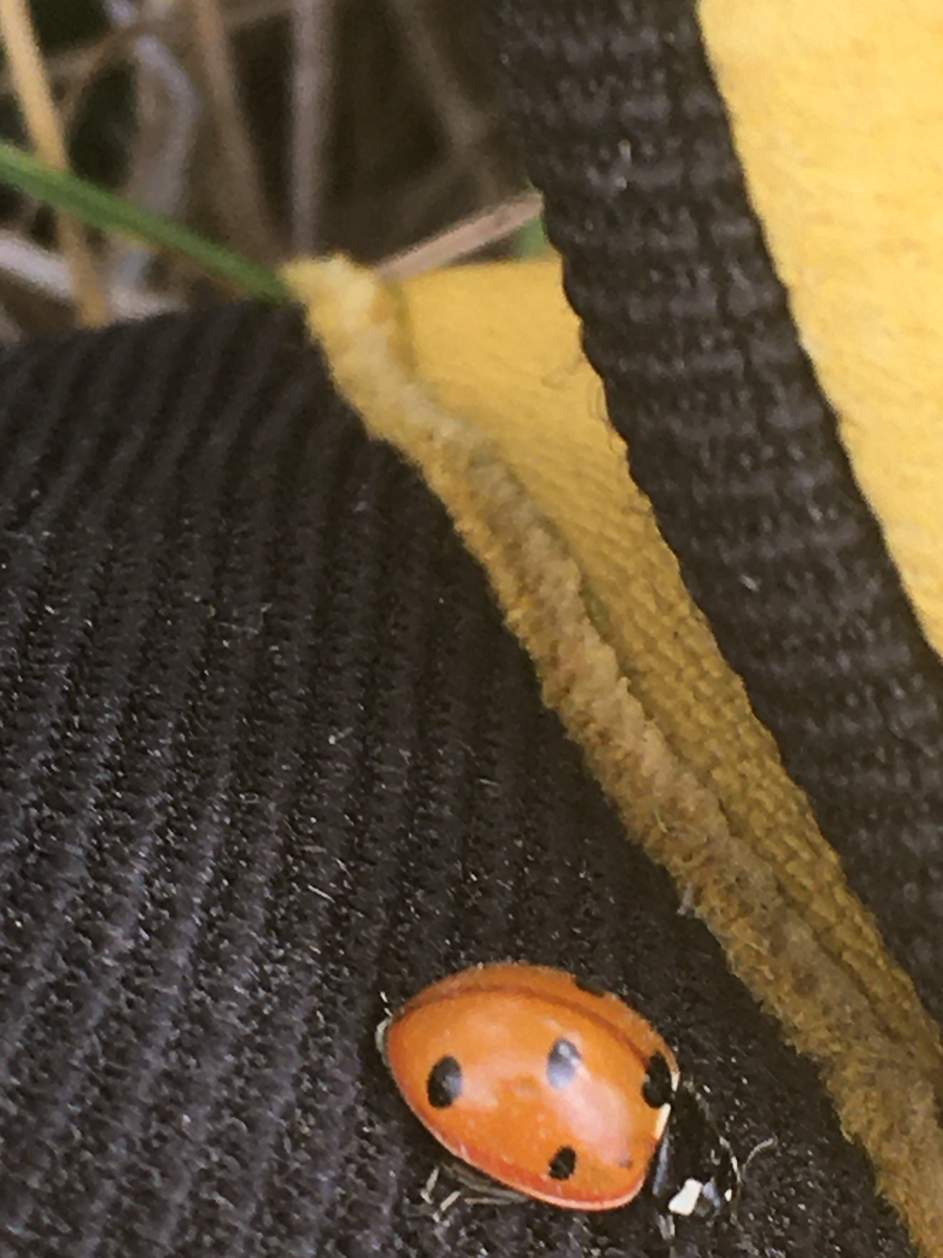 Lady bug on my glove