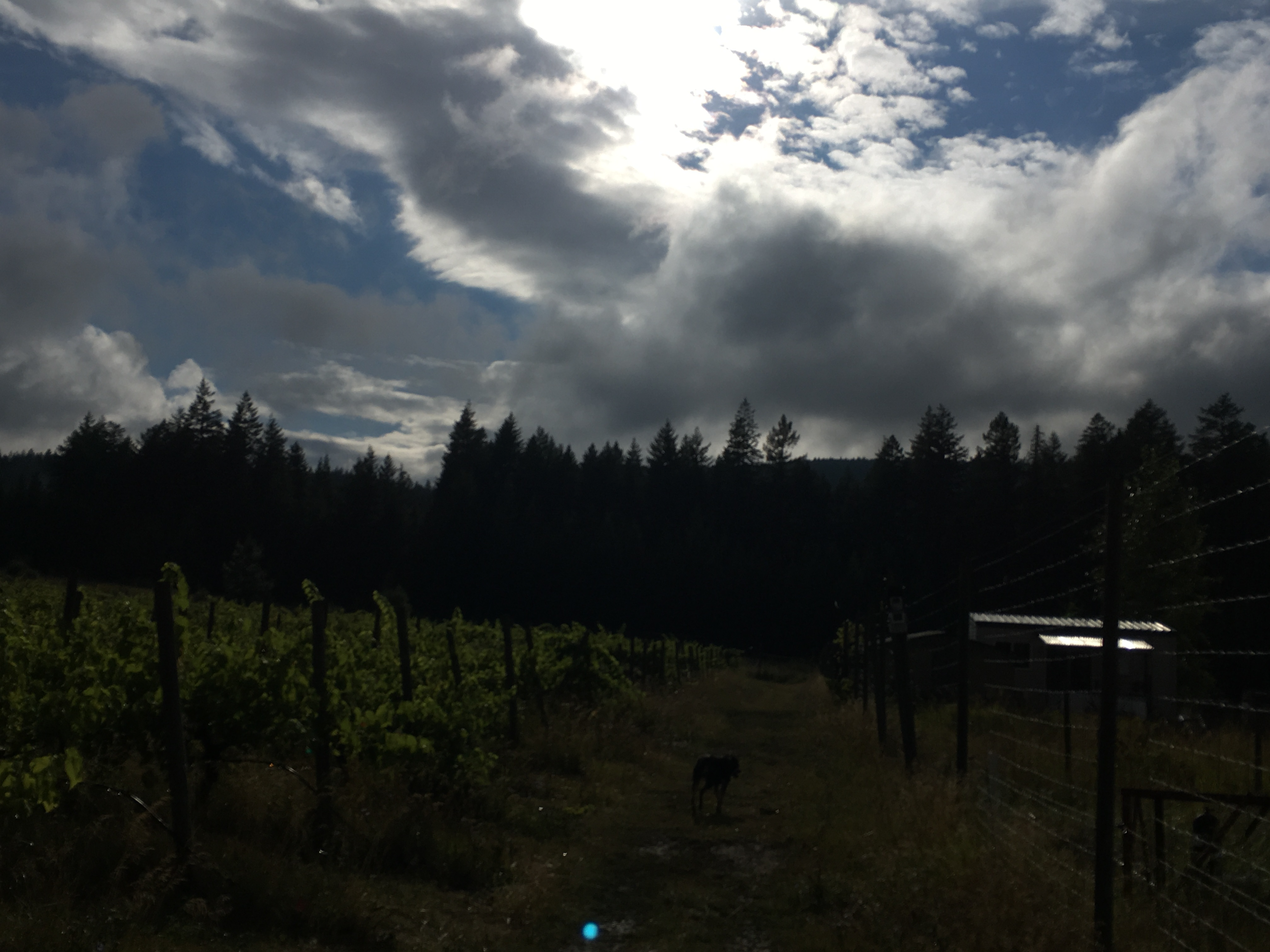 Vineyard in late summer