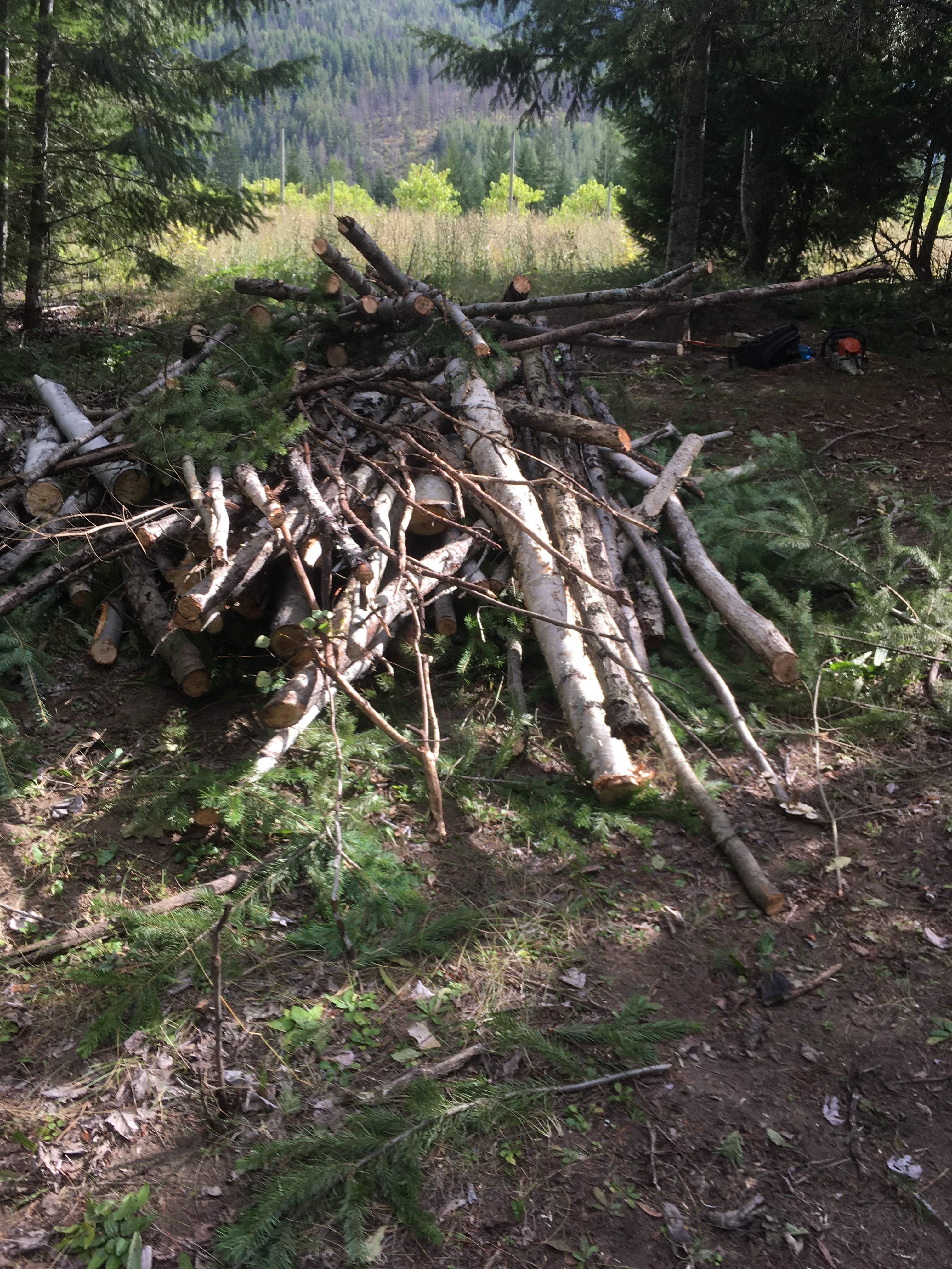 Wood Pile after thinning trees